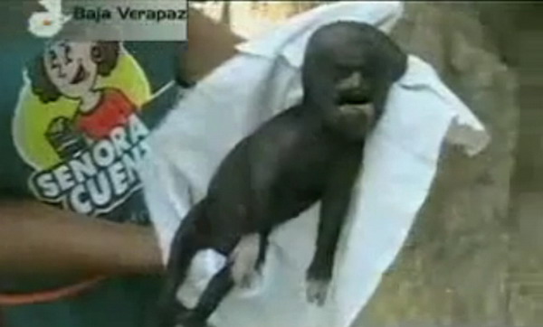 Những[-]sinh[-]vật[-]kỳ[-]dị[-]mang[-]khuôn[-]mặt...[-]"con[-]người"[-]2